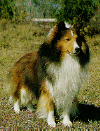 AKC Standard Sheltie